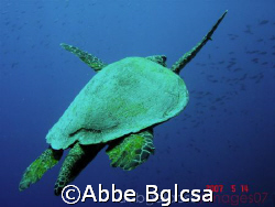 Flight of the Turtle - Tubbataha, Philippines by Abbe Bglcsa 
